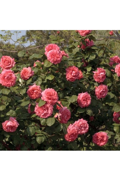 Плетиста троянда Діді Бріджуотер у повному цвітінні